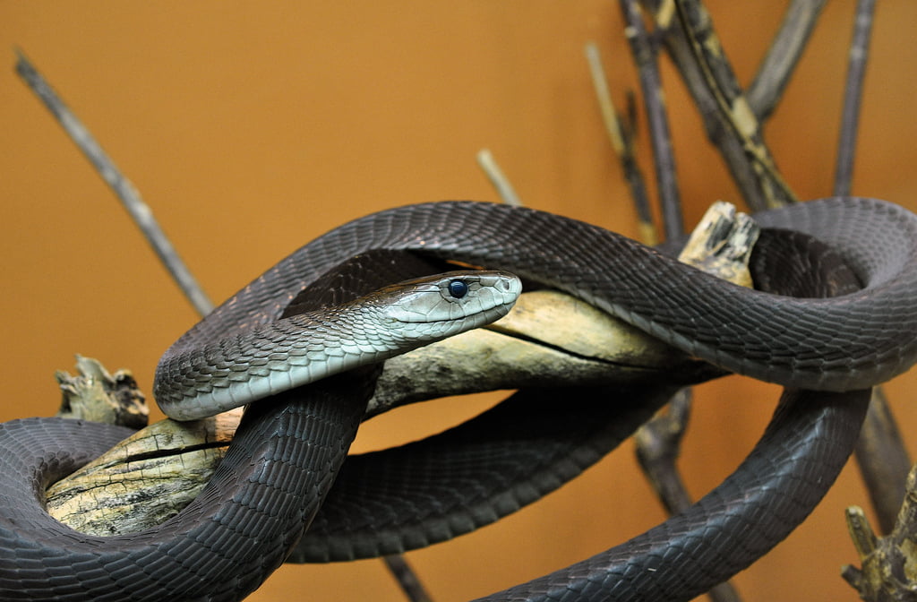 The Most Venomous Snakes on Earth