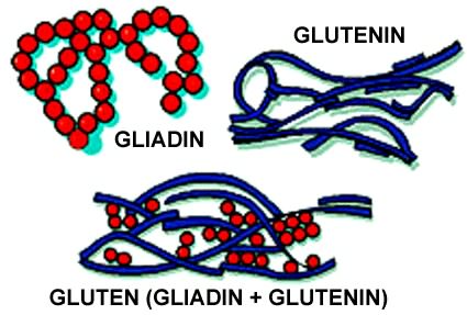 What is Gluten? Is it Good for Your Health?