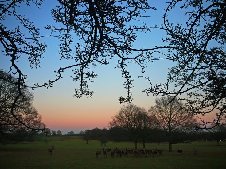 Richmond Park siunset