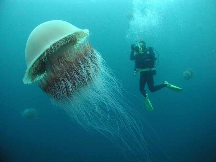the-lions-mane-jellyfish