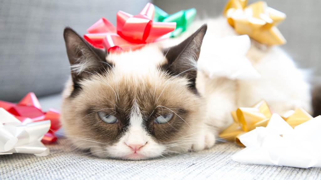 Why Has Grumpy Cat Become So Popular 