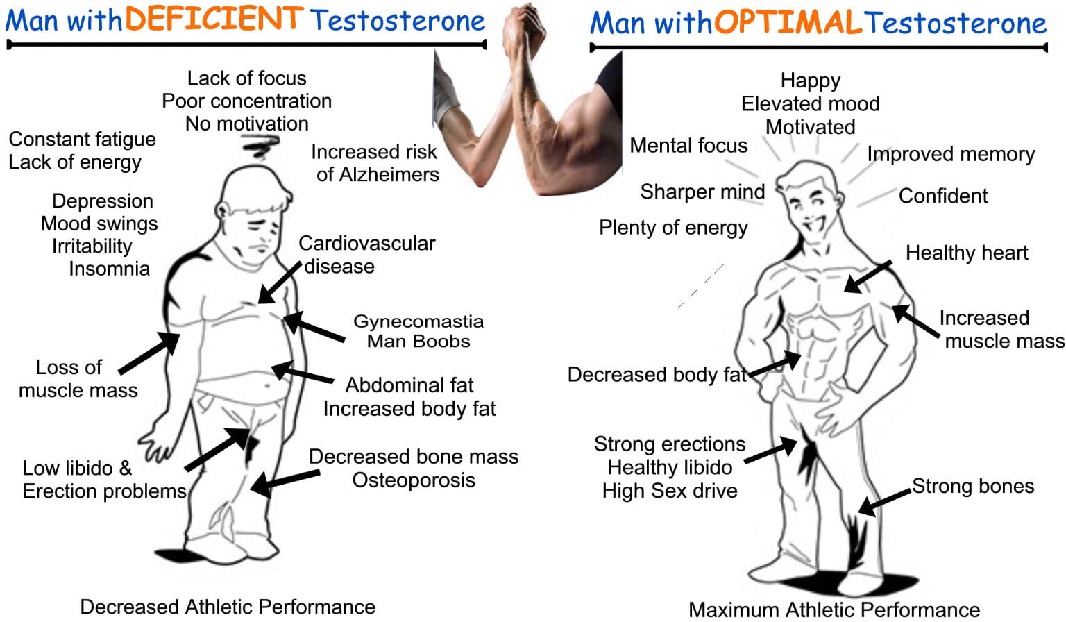You must have been aware of the fact that testosterone is a powerful hormon...