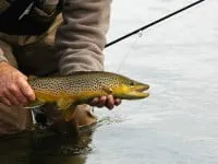 Trout Fishing in Tasmania, Australia