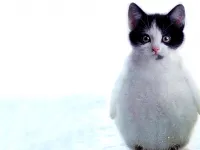 The Weirdest Hybrid Animals Ever Made